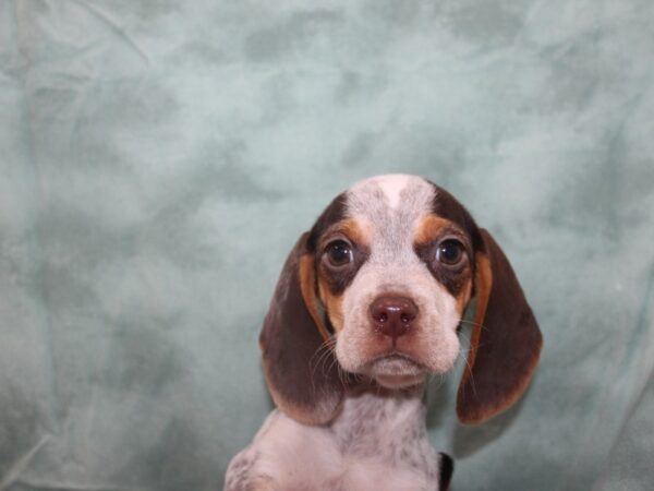 Beagle-DOG-Male-Brown and White-8728-Petland Rome, Georgia