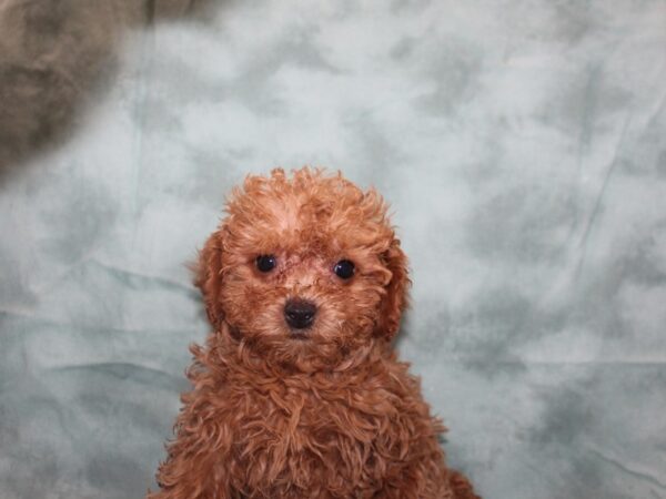 Poodle DOG Female Apricot 8722 Petland Rome, Georgia