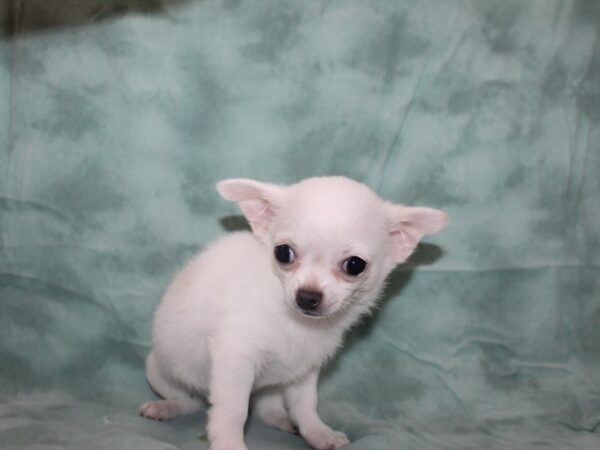 Chihuahua DOG Male White / Blue Fawn 8725 Petland Rome, Georgia