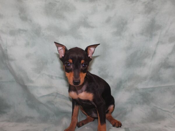 Miniature Pinscher DOG Female Black / Tan 8724 Petland Rome, Georgia