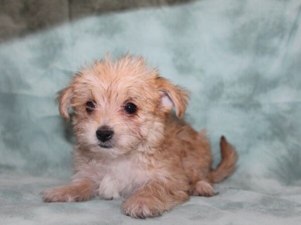 Morkie-DOG-Female-BIEGE-8730-Petland Rome, Georgia