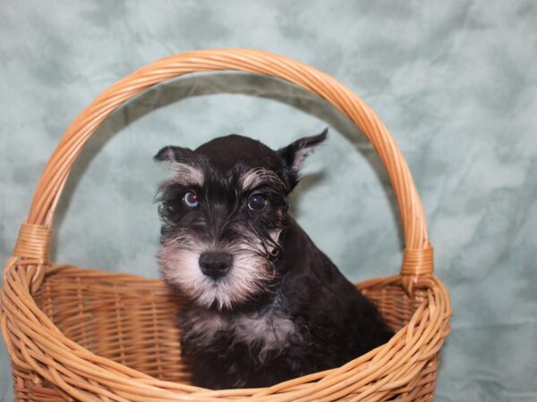 Miniature Schnauzer DOG Male Black / Silver 8723 Petland Rome, Georgia