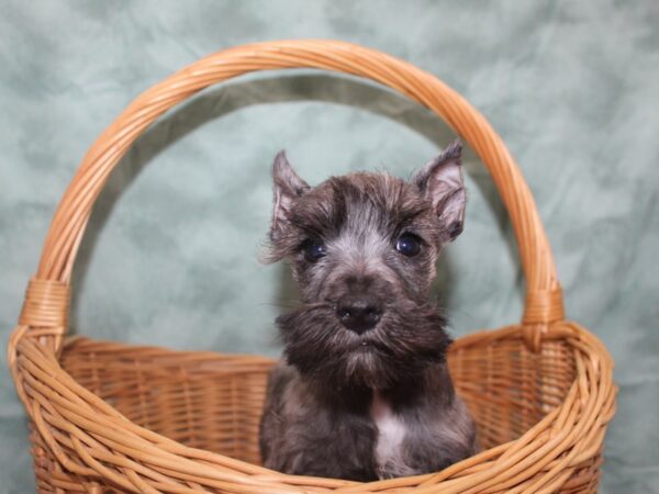 Miniature Schnauzer DOG Male SALT PEPPER 8733 Petland Rome, Georgia