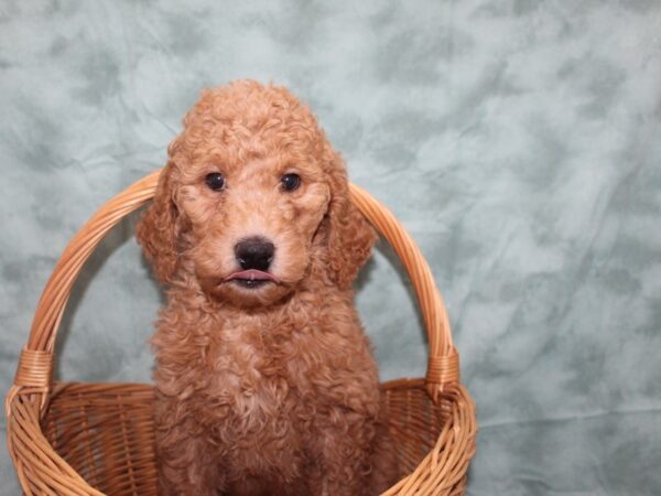 ST Poodle-DOG-Female-Apricot-8726-Petland Rome, Georgia