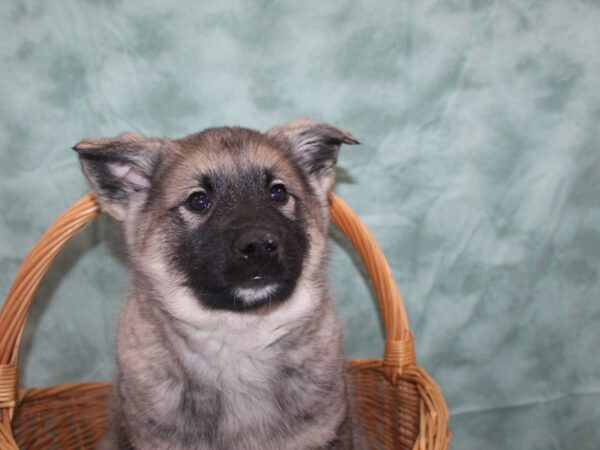 Norwegian Elkhound DOG Male Sable 8727 Petland Rome, Georgia