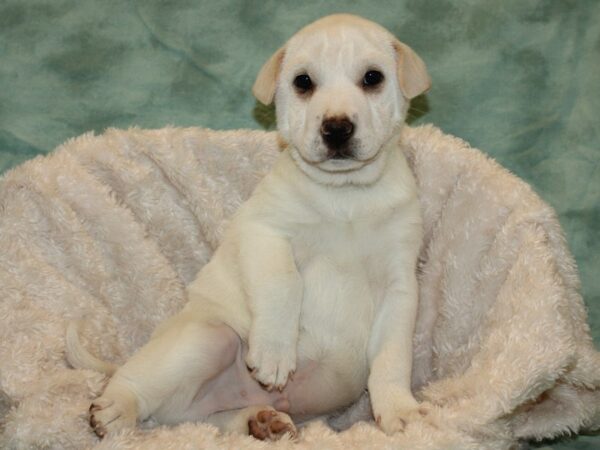 Sharpei Mix DOG Male White 19306 Petland Rome, Georgia