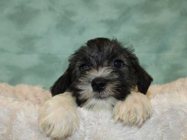 Miniature Schnauzer DOG Male Salt pepper 19318 Petland Rome, Georgia