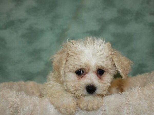 Havachon-DOG-Female-BLENHEIM-19317-Petland Rome, Georgia