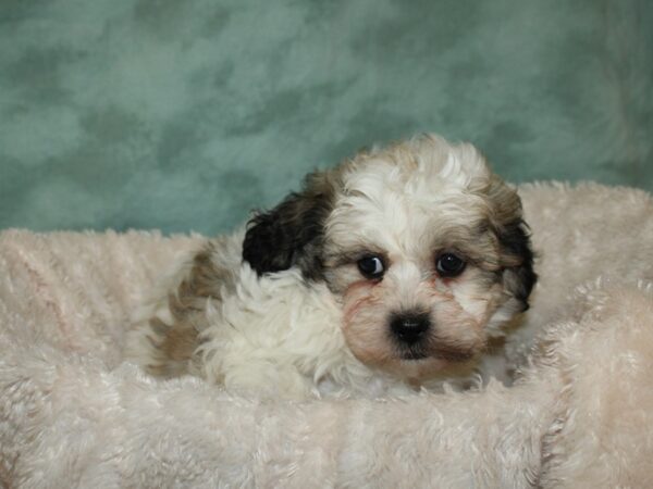 Teddy DOG Male brown white 19314 Petland Rome, Georgia