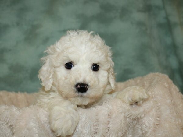 Bichon Frise DOG Male WH 19319 Petland Rome, Georgia