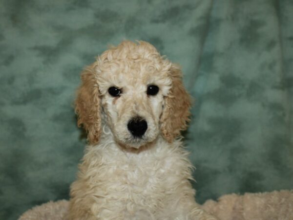 Standard Poodle DOG Female Cream 19307 Petland Rome, Georgia