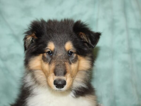 Collie-DOG-Female-Black White and Tan-19311-Petland Rome, Georgia