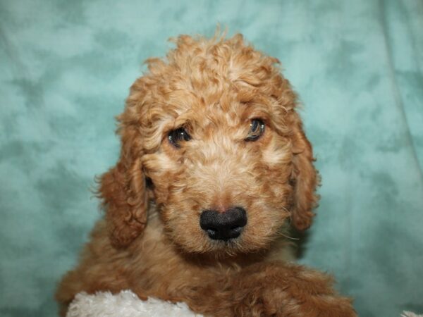 Labradoodle DOG Female Red 19299 Petland Rome, Georgia