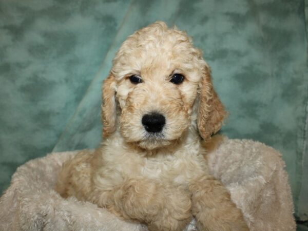 F2 ST Goldendoodle DOG Male Apricot 19305 Petland Rome, Georgia