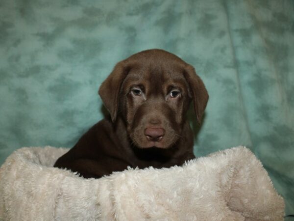 Labrador Retriever DOG Male Chocolate 19300 Petland Rome, Georgia