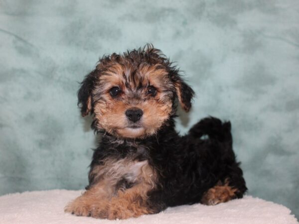 Havachon-DOG-Female-BLACK TAN-8748-Petland Rome, Georgia