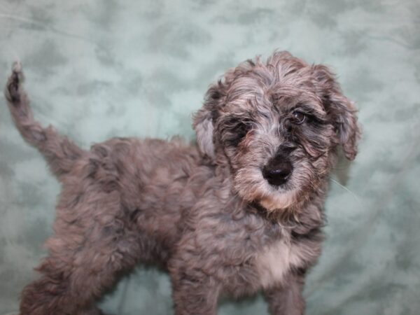 Labradoodle DOG Male black merle 8742 Petland Rome, Georgia