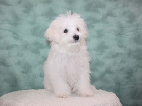 Maltese DOG Male WH 8663 Petland Rome, Georgia