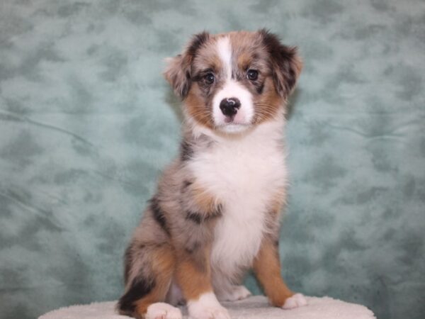 Miniature American Shepherd-DOG-Female-Blue Merle-8705-Petland Rome, Georgia