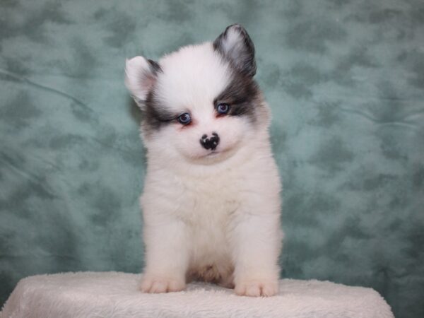 Pomsky DOG Male WHITE/black 8749 Petland Rome, Georgia