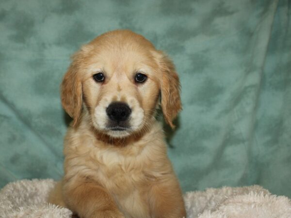 Golden Retriever DOG Female Gold 19330 Petland Rome, Georgia