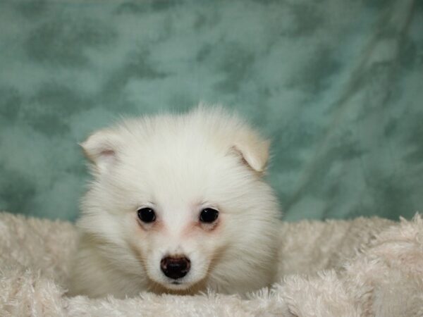 Pomimo DOG Male Cream 19327 Petland Rome, Georgia