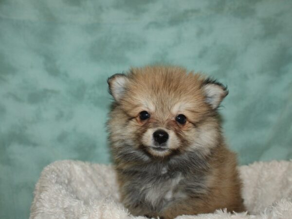 Pomimo-DOG-Male-Sable-19326-Petland Rome, Georgia