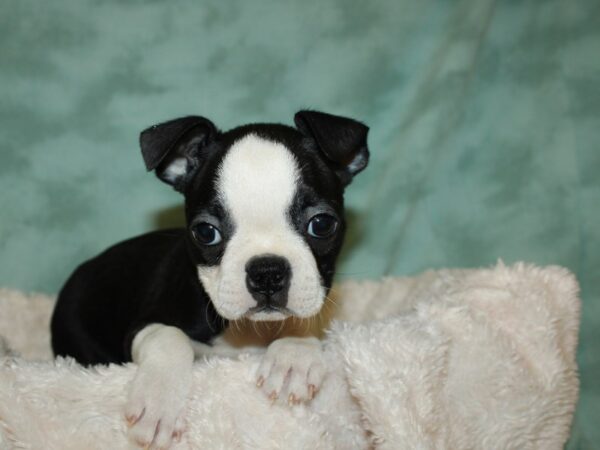 Boston Terrier DOG Female Blk&Wh 19329 Petland Rome, Georgia