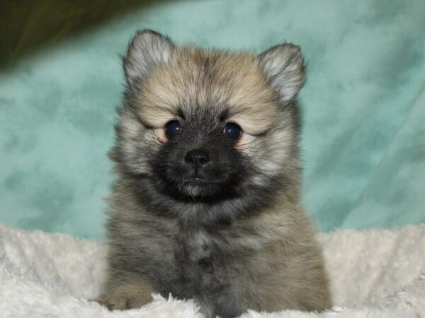 Pomeranian DOG Male SABLE WH 19324 Petland Rome, Georgia