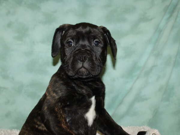 Bull Mastiff-DOG-Female-Fawn Brindle-19322-Petland Rome, Georgia