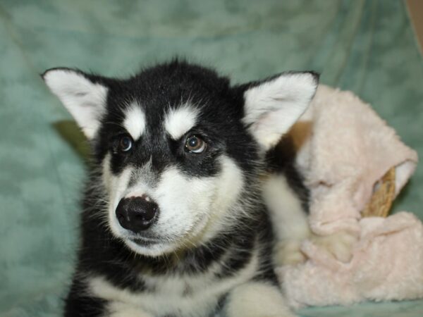 Alaskan Malamute DOG Male Black and White 19321 Petland Rome, Georgia