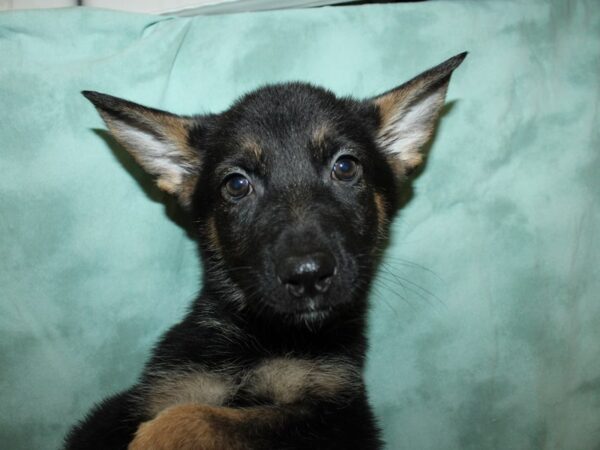 German Shepherd DOG Female 19337 Petland Rome, Georgia