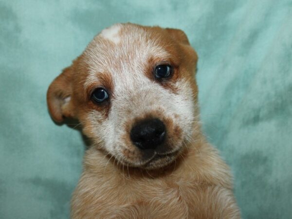 Australian Cattle Dog DOG Male Red Mottled 8759 Petland Rome, Georgia