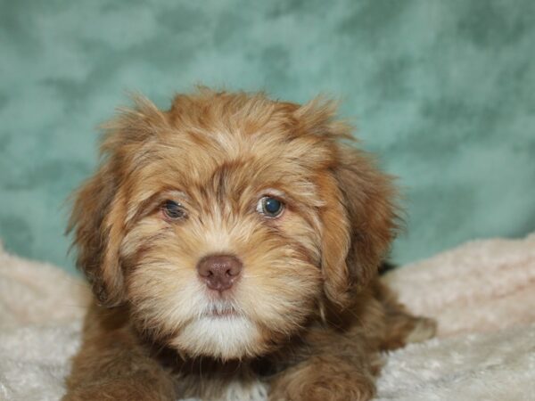 Lhasa Apso DOG Male Liver 8761 Petland Rome, Georgia