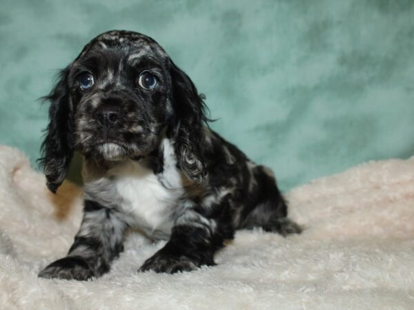 Cocker Spaniel DOG Male Blue Roan 8757 Petland Rome, Georgia