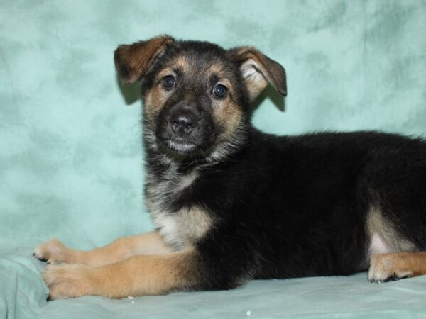 German Shepherd DOG Female 8763 Petland Rome, Georgia