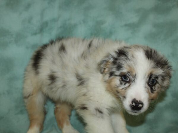 Australian Shepherd DOG Female Blue Merle White and Tan 8758 Petland Rome, Georgia