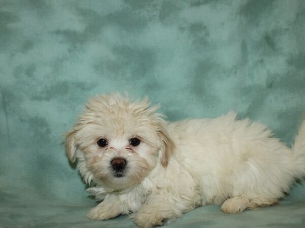 Teddy Bear DOG Female Cream / White 8752 Petland Rome, Georgia