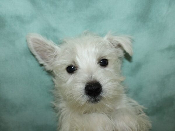 West Highland White Terrier DOG Male White 8754 Petland Rome, Georgia