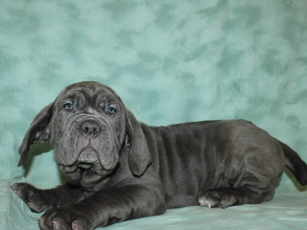 Neapolitan Mastiff DOG Female Blue 8755 Petland Rome, Georgia