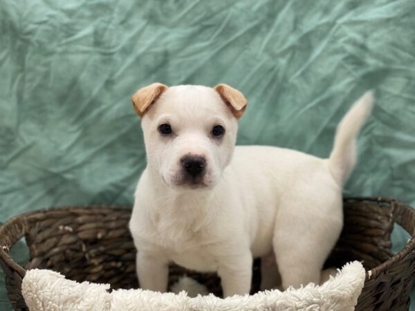 Sharpei Mix DOG Male White 8744 Petland Rome, Georgia