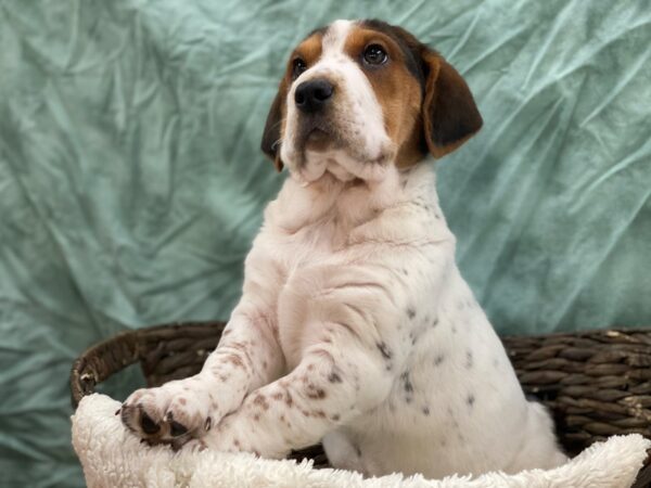 Walrus-DOG-Female-Black Tri-8741-Petland Rome, Georgia