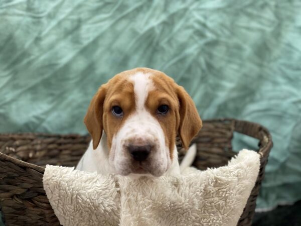 Walrus-DOG-Male-Lemon White-8740-Petland Rome, Georgia