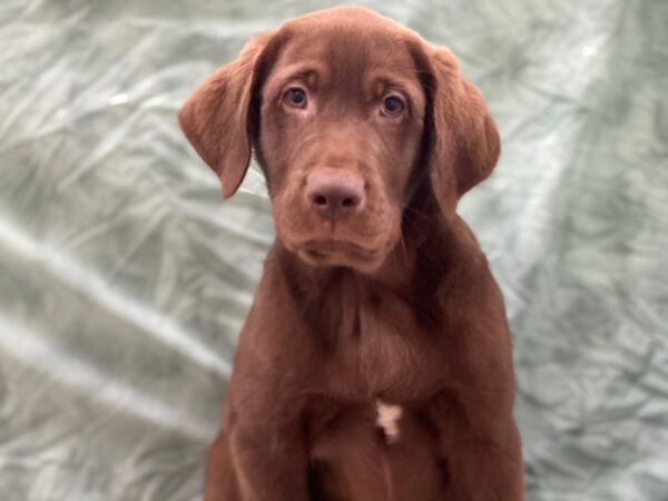 Labrador Retriever DOG Male Chocolate 8743 Petland Rome, Georgia