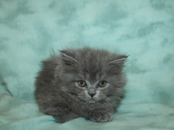 Persian-CAT-Female-Gray-19350-Petland Rome, Georgia