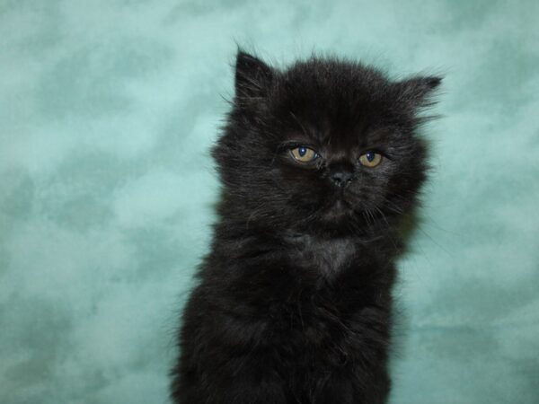 Persian-CAT-Male-Black-19349-Petland Rome, Georgia