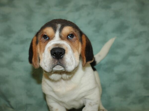 Walrus DOG Male Black Tri 19332 Petland Rome, Georgia