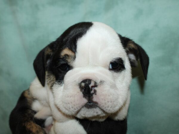 Bulldog DOG Female Black 8767 Petland Rome, Georgia