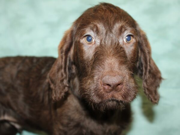 Labradoodle DOG Male Brown 19372 Petland Rome, Georgia