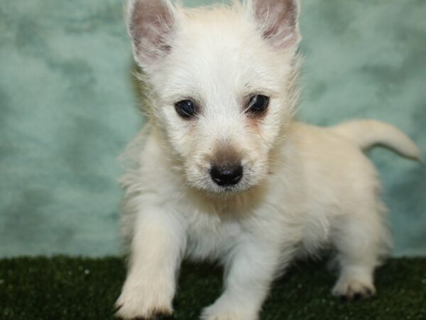 West Highland White Terrier DOG Male White 19369 Petland Rome, Georgia